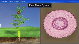 CBSE Class 11 Biology  Anatomy of Flowering Plants  Full Chapter  By Shiksha House [upl. by Bendite]