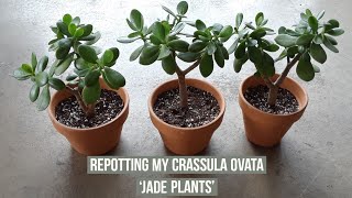 Separating amp repotting my Crassula Ovata Jade plants [upl. by Georges]