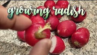 How To Regrow Radish From Kitchen Scraps  Grow Food For Free [upl. by Rudin818]