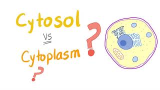 Cytosol vs cytoplasm  What’s The Difference [upl. by Hoxsie]