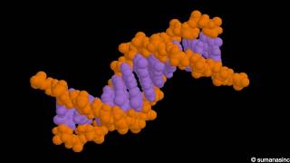 DNA structure Animation [upl. by Hgielrac]