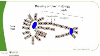 Normal Liver Histology [upl. by Anuayek]