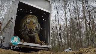 Amur Tiger Released Back into the Wild in Russia [upl. by Codi718]