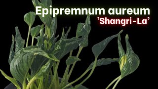 How to Grow Epipremnum aureum ShangriLa [upl. by An]