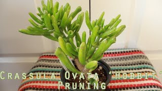 PLANTS Crassula Ovata Hobbit  Quick Pruning [upl. by Molahs]