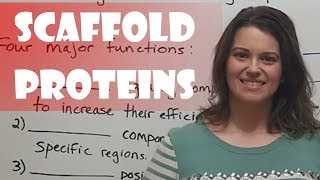 Scaffold Proteins [upl. by Alywt]