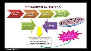 Bioquimica Glucolisis y Gluconeogenesis [upl. by Silverstein563]