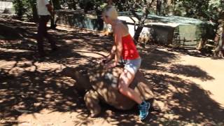 Riding on a Turtle in Casela Nature Park Mauritius [upl. by Elita]