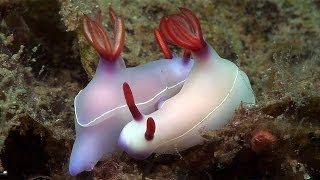 Mucky Secrets  Part 19  Sea Slugs Feeding amp Mating  Lembeh Strait [upl. by Highams759]