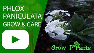 Phlox paniculata  grow amp care Garden phlox [upl. by Brodie47]