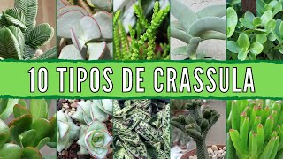 10 Tipos de CRASSULA 🌱 [upl. by Bussey]