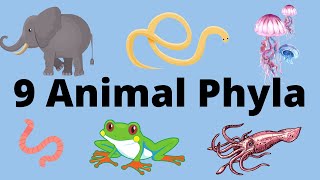 9 Main Animal Phyla [upl. by Annalla895]