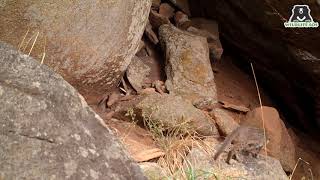 Caught on Hidden Camera Rustyspotted cat [upl. by Reneta]