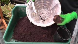 Planting Begonia Corms [upl. by Issac]