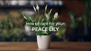 How to care for your Peace Lily  Grow at Home  RHS [upl. by Maccarone140]