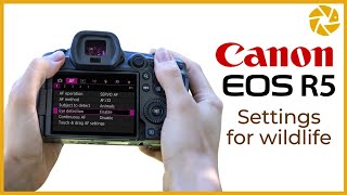 Canon R5 Settings For Wildlife Photography [upl. by Nosak332]