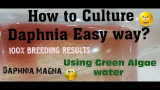 Daphnia MagnaHow to Culture Daphnia Easy wayCulturing Daphnia using Green water Daphnia [upl. by Hafler]