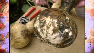 Harvesting and Curing Gourds [upl. by Pearlstein]