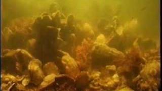 Timelapse Oysters Filtering Water [upl. by Edelsten]