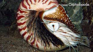 Filo Mollusca moluscos mais biologia parte 2 [upl. by Nerok837]