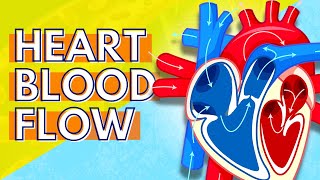 How Blood Flows Through the Heart [upl. by Iman471]