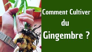 Comment cultiver du Gingembre [upl. by Nwahsid]