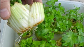 The Absolute Easiest Way To Regrow Celery From Store Bought Stalks [upl. by Ikairik]