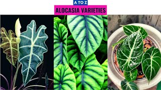 Alocasia Varieties A to Z [upl. by Eelah]