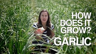 GARLIC  How Does it Grow [upl. by Arbba]