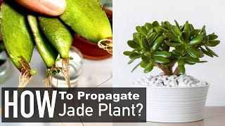 Jade Plant Propagation from Cuttings Crassula Ovata [upl. by Custer935]