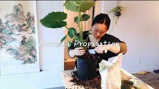 How To Propagate Alocasia Elephant Ear Plant My Plants Obsessions [upl. by Gwendolyn]