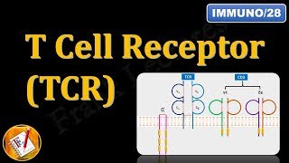 Monoclonal Antibodies  Health  Biology  FuseSchool [upl. by Idzik305]