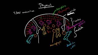 Immunology  Thymus [upl. by Liss]