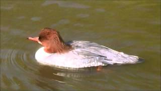 Common Merganser [upl. by Evangelina]