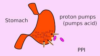 How does Nexium PPIs work [upl. by Nehgaem210]