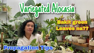 Variegated Alocasia Alocasia Albo Facts Care Tips and Propagation [upl. by Parks]