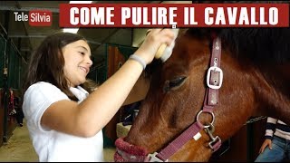 COME PULIRE IL CAVALLO  Silvia presenta lEquitazione  puntata 20 [upl. by Mcmurry]