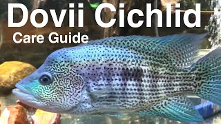 Dovii Cichlid Care Guide Wolf Cichlid [upl. by Ellehsim]