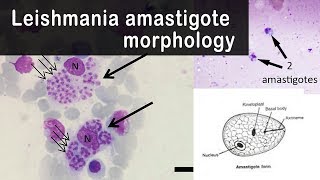 Leishmania amastigote morphology [upl. by Aneerb620]