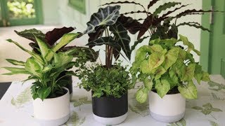 How to Grow Indoor Plants  Mitre 10 Easy As Garden [upl. by Addison]