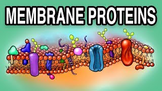 MEMBRANE PROTEINS  Types and Functions [upl. by Ahsap]