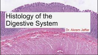 Histology of the Digestive System [upl. by Anniram]