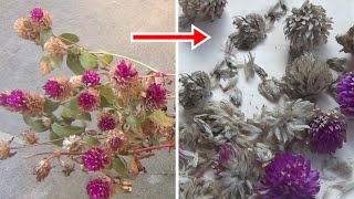 How to Collect or Harvest Gomphrena Seeds [upl. by Yelsnik119]