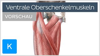 Ventrale Oberschenkelmuskulatur Vorschau  Muskeln Innervation und Funktion Â Kenhub [upl. by Annaihr291]