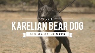 KARELIAN BEAR DOG THE BIG GAME HUNTER [upl. by Brighton444]