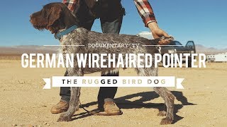 ALL ABOUT GERMAN WIREHAIRED POINTERS [upl. by Naud]