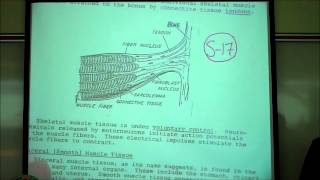 BIOLOGY LAB THE CELL CYCLE amp MITOSIS by Professor Fink [upl. by Ausoj385]