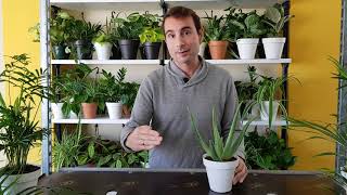 Cómo CUIDAR la PLANTA ALOE VERA o SÁBILA [upl. by Letram]