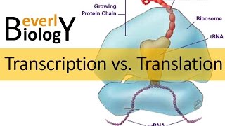 Transcription vs Translation [upl. by Previdi]