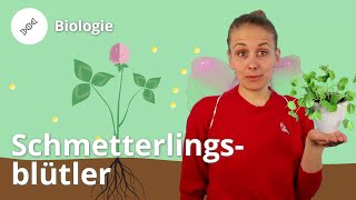 Schmetterlingsblütler Arten und Merkmale – Biologie  Duden Learnattack [upl. by Akinirt]